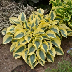 Shadowland® 'Autumn Frost' Hosta