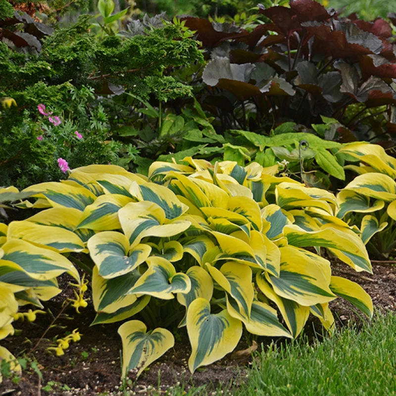 Shadowland® 'Autumn Frost' Hosta 2 Shadowland® 'Autumn Frost' Hosta - Image 2