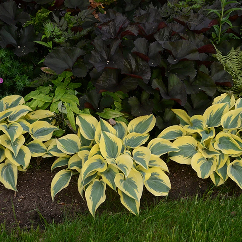 Shadowland® 'Autumn Frost' Hosta 3 Shadowland® 'Autumn Frost' Hosta - Image 3