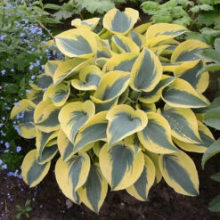 Shadowland® 'Autumn Frost' Hosta 8 Shadowland® 'Autumn Frost' Hosta -Florist Shop hosta autumn frost 4