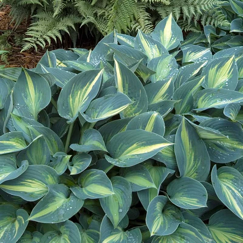 'June' Hosta 4 'June' Hosta - Image 4