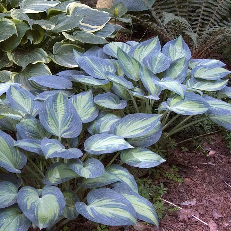 'June' Hosta 3 'June' Hosta - Image 3