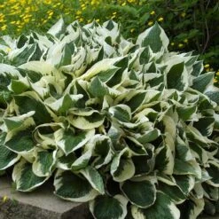 'Patriot' Hosta