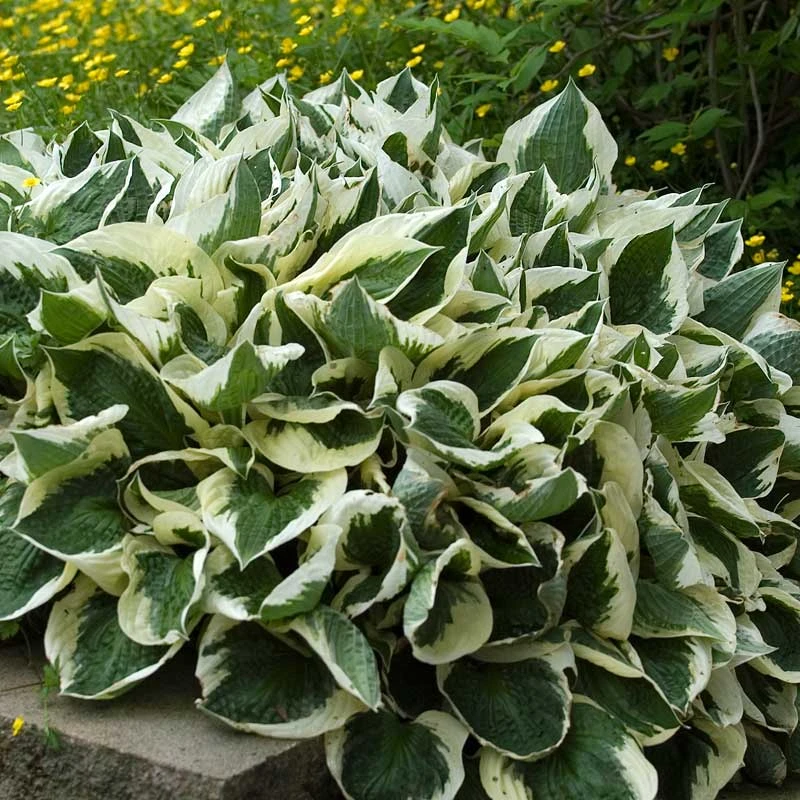 'Patriot' Hosta 1 'Patriot' Hosta