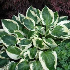 'Patriot' Hosta 9 'Patriot' Hosta -Florist Shop hosta patriot 3