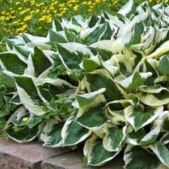 'Patriot' Hosta 10 'Patriot' Hosta -Florist Shop hosta patriot 4