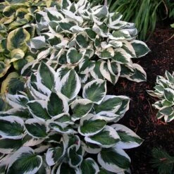 'Patriot' Hosta 11 'Patriot' Hosta -Florist Shop hosta patriot 6