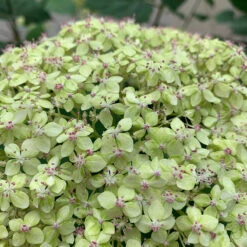 Lime Rickey® Smooth Hydrangea 8 Lime Rickey® Smooth Hydrangea -Florist Shop hydrangea arborescens lime rickey 1