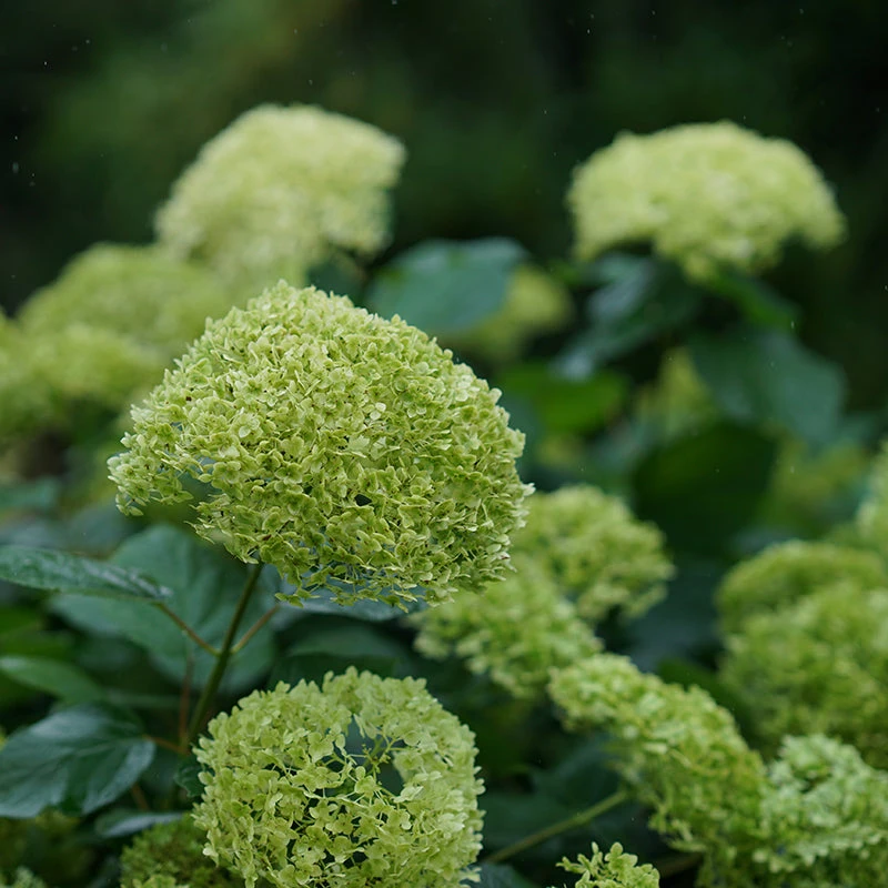 Lime Rickey® Smooth Hydrangea 2 Lime Rickey® Smooth Hydrangea - Image 2