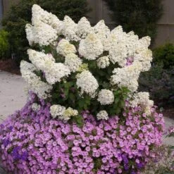 Bobo® Panicle Hydrangea -Florist Shop hydrangea bobo 2 sw