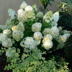 Bobo® Panicle Hydrangea -Florist Shop hydrangea bobo 3 sw