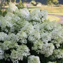 Bobo® Panicle Hydrangea -Florist Shop hydrangea bobo 4 sw