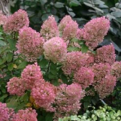 Bobo® Panicle Hydrangea -Florist Shop hydrangea bobo 5 sw