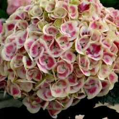 Cityline® Mars Bigleaf Hydrangea -Florist Shop hydrangea cityline mars 3 sw
