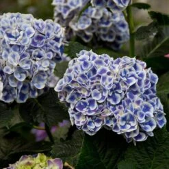 Cityline® Mars Bigleaf Hydrangea -Florist Shop hydrangea cityline mars 5 sw