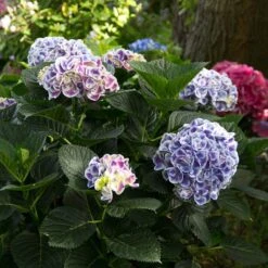 Cityline® Mars Bigleaf Hydrangea -Florist Shop hydrangea cityline mars 6 sw