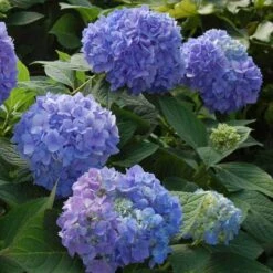 Endless Summer® Bigleaf Hydrangea -Florist Shop hydrangea endless summer 2 sw