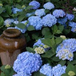 Endless Summer® Bigleaf Hydrangea -Florist Shop hydrangea endless summer 21 sw