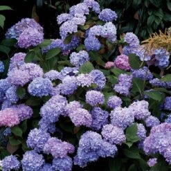 Hydrangeas For Cut Flowers Collection -Florist Shop hydrangea endless summer 25 175a0fdb a496 4e19 965b 75b1194a1d32