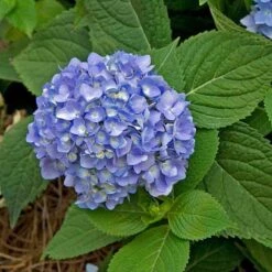 Endless Summer® Bigleaf Hydrangea -Florist Shop hydrangea endless summer 28 sw