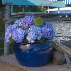 Endless Summer® Bigleaf Hydrangea -Florist Shop hydrangea endless summer 3 sw
