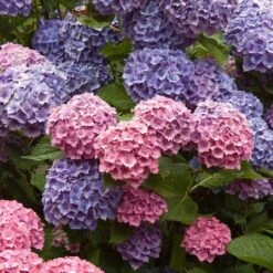 Endless Summer® Bigleaf Hydrangea -Florist Shop hydrangea endless summer 4 sw