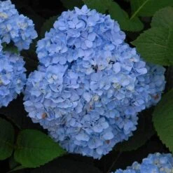Endless Summer® Bigleaf Hydrangea -Florist Shop hydrangea endless summer 5 sw