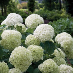 Incrediball® Smooth Hydrangea -Florist Shop hydrangea incrediball 1