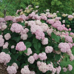 Incrediball® Blush Smooth Hydrangea -Florist Shop hydrangea incrediball blush 3