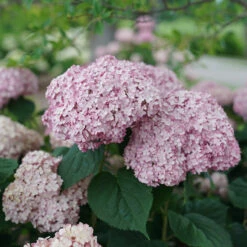 Incrediball® Blush Smooth Hydrangea -Florist Shop hydrangea incrediball blush 4