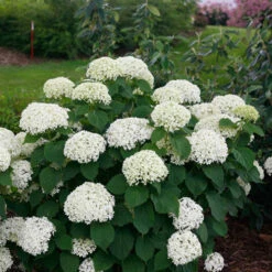 Invincibelle Limetta® Smooth Hydrangea