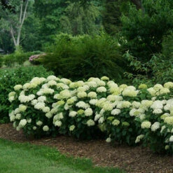 Invincibelle Limetta® Smooth Hydrangea -Florist Shop hydrangea invincibelle limetta 4