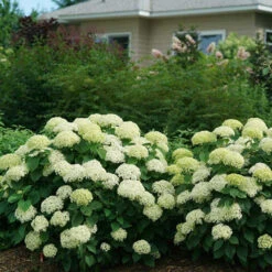 Invincibelle Limetta® Smooth Hydrangea -Florist Shop hydrangea invincibelle limetta 5