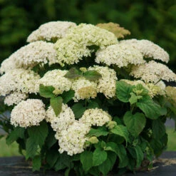 Invincibelle Limetta® Smooth Hydrangea -Florist Shop hydrangea invincibelle limetta 6