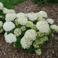 Invincibelle Wee White® Smooth Hydrangea -Florist Shop hydrangea invincibelle wee white 2