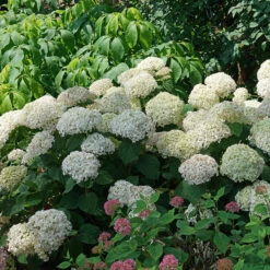 Invincibelle Wee White® Smooth Hydrangea -Florist Shop hydrangea invincibelle wee white 3
