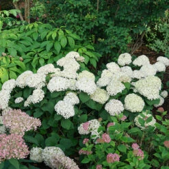 Invincibelle Wee White® Smooth Hydrangea -Florist Shop hydrangea invincibelle wee white 4