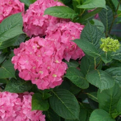Let's Dance ¡Arriba!™ Bigleaf Hydrangea 7 Let's Dance ¡Arriba!™ Bigleaf Hydrangea -Florist Shop hydrangea lets dance arriba 4