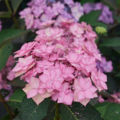 Let's Dance Can Do!® Bigleaf Hydrangea -Florist Shop hydrangea lets dance can do 3