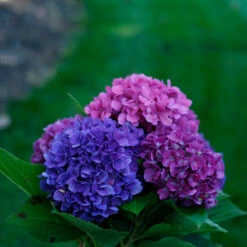 Let's Dance® Rave® Bigleaf Hydrangea -Florist Shop hydrangea lets dance rave 4