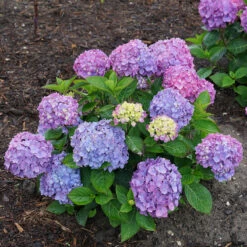 Let's Dance® Rave® Bigleaf Hydrangea -Florist Shop hydrangea lets dance rave 6