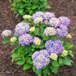 Let's Dance® Rave® Bigleaf Hydrangea -Florist Shop hydrangea lets dance rave 8