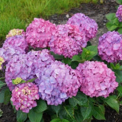 Let's Dance® Rave® Bigleaf Hydrangea -Florist Shop hydrangea lets dance rave 9