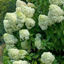 Hydrangeas For Cut Flowers Collection -Florist Shop hydrangea limelight 2 ae398252 d135 4393 8f62 2c9311897d12