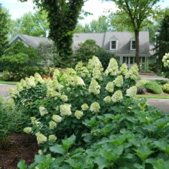 Limelight Prime® Panicle Hydrangea -Florist Shop hydrangea limelight prime 1