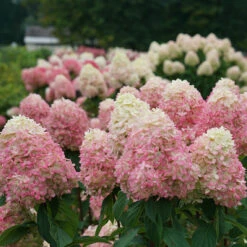 Limelight Prime® Panicle Hydrangea -Florist Shop hydrangea limelight prime 3