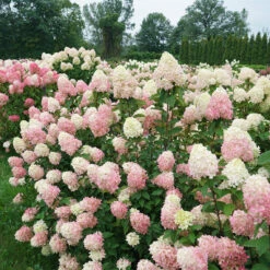 Limelight Prime® Panicle Hydrangea -Florist Shop hydrangea limelight prime 7