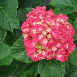 Wee Bit Grumpy® Bigleaf Hydrangea -Florist Shop hydrangea macrophylla wee bit grumpy 2