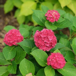 Wee Bit Grumpy® Bigleaf Hydrangea -Florist Shop hydrangea macrophylla wee bit grumpy
