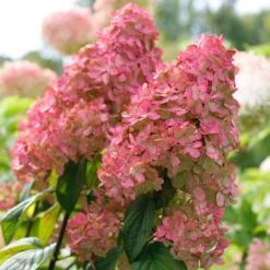 Fire Light® Panicle Hydrangea -Florist Shop hydrangea paniculata fire light 3 sw